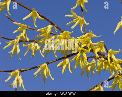 Weeping forsythia (Forsythia suspensa) Stock Photo