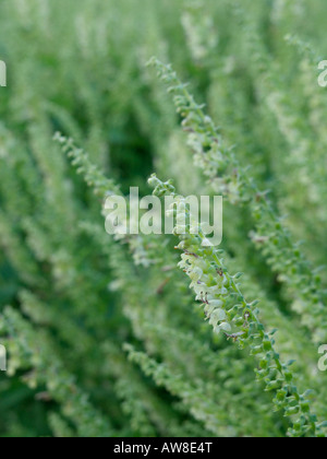 Woodland germander (Teucrium scorodonia) Stock Photo