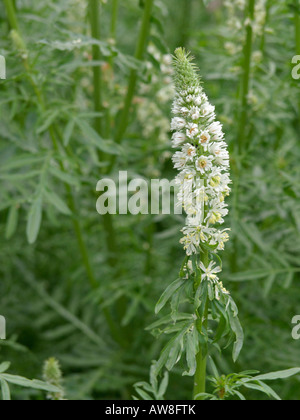 White mignonette (Reseda alba) Stock Photo