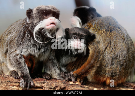 Emperor Tamarin family group Stock Photo