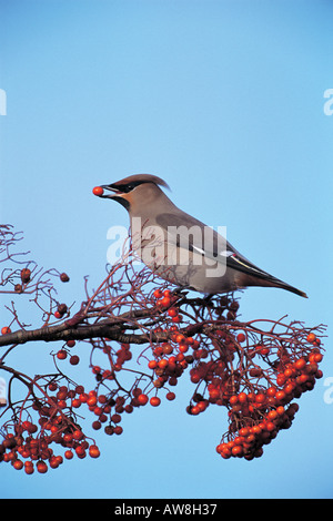 Bohemian waxwing Bombycilla garrulus winter adult eating whitebeam berries Stock Photo