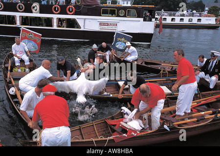 Traditional swan upping on the River Thames near Henley. Mute swan Cygnus olor. Stock Photo