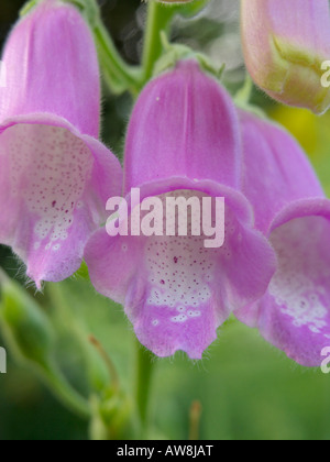 Spanish foxglove (Digitalis thapsi) Stock Photo