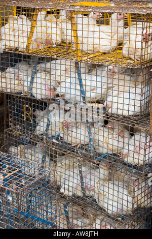 Chickens crammed into tiny cages outside a poultry shop in Banaglore India Stock Photo