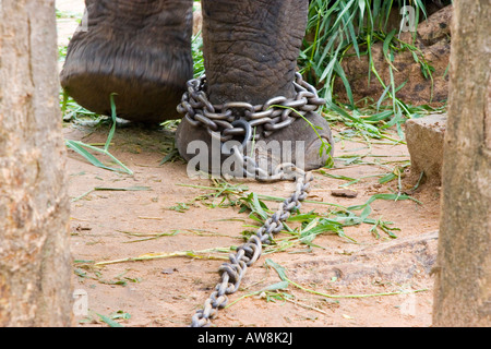 Asian elephant's legs and feet Stock Photo - Alamy