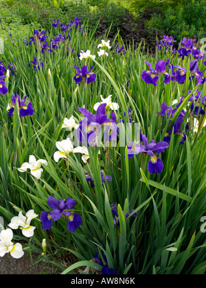 Siberian iris (Iris sibirica) Stock Photo