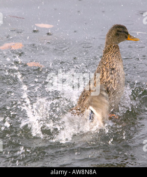 Female Mallard Duck washing her feathers in the water Stock Photo - Alamy