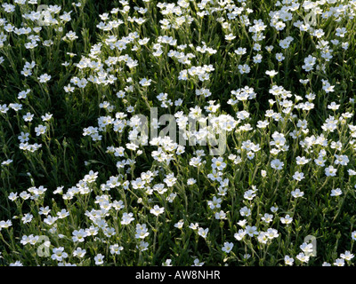 Field chickweed (Cerastium arvense) Stock Photo