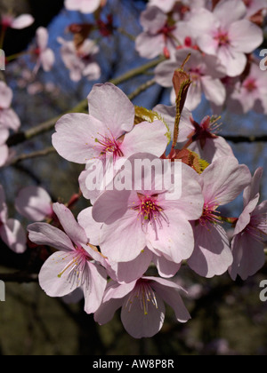 Sargent's cherry (Prunus sargentii) Stock Photo