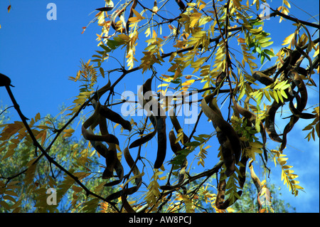 Close-up shot of the leaves and pods of a  Honey Locust tree  (Gleditsia triacanthos) growing in Beckenham Place Park, Lewishsam Stock Photo