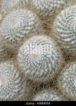 Nipple cactus (Mammillaria geminispina var. nobilis) Stock Photo
