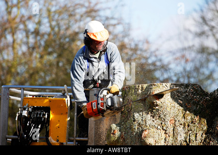 Tree Surgeon cutting down tree with chain saw standing in cherry picker Stock Photo