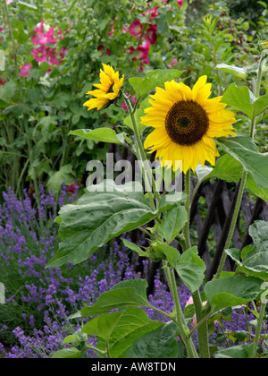 Common sunflower (Helianthus annuus), common lavender (Lavandula angustifolia) and common hollyhock (Alcea rosea) Stock Photo