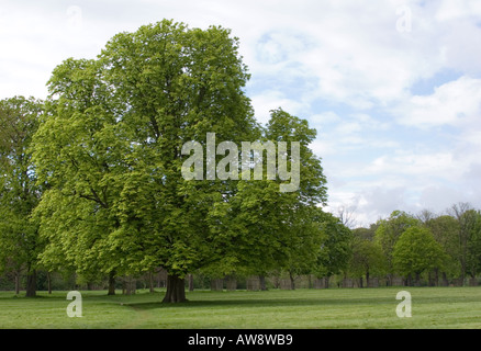 Portrait of horse chesnut tree in spring in ornamental park in surrey england uk Stock Photo