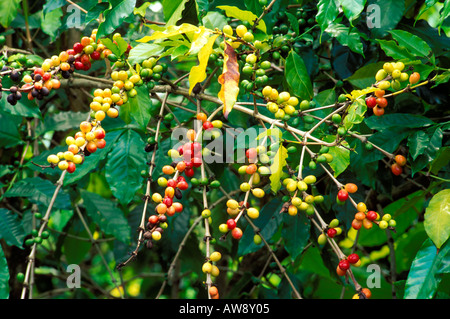 Red and green coffee cherries on tree Kona District The Big Island Hawaii Stock Photo