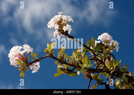 VIBURNUM JUDDII CAPRIFOLIACEAE SHRUB PLANT HARDY IN BLOSSOM IN FEBRUARY Stock Photo