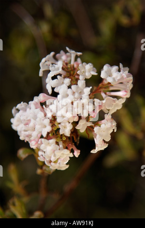 VIBURNUM JUDDII CAPRIFOLIACEAE SHRUB PLANT HARDY IN BLOSSOM IN FEBRUARY Stock Photo