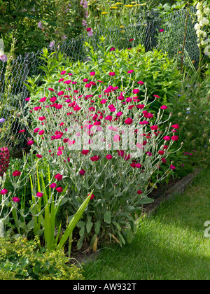 Crown pink (Lychnis coronaria syn. Silene coronaria) Stock Photo