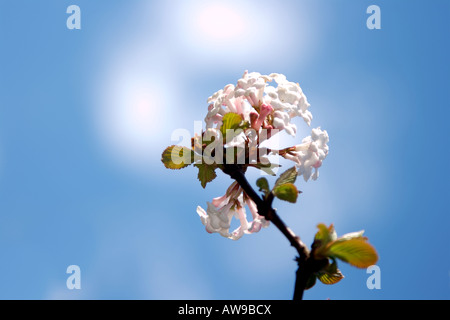 VIBURNUM JUDDII CAPRIFOLIACEAE SHRUB PLANT HARDY IN BLOSSOM IN FEBRUARY Stock Photo