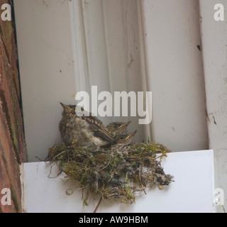 Spotted Flycatcher Fledges Preparing To Leave Nest - Muscicapa striata Stock Photo