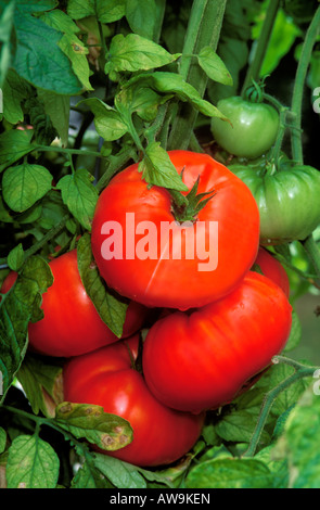 Ripe New Jersey Tomatoes Stock Photo