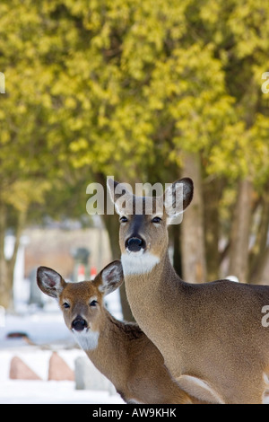 Whitetail doe looking in winter for food American cemetery in Ohio USA US wild animals blurry blurred background nobody vertical  hi-res Stock Photo