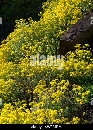 Golden alyssum (Aurinia saxatilis syn. Alyssum saxatile) Stock Photo