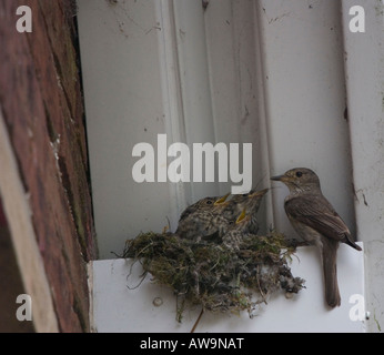 Spotted Flycatcher Feeding Young At Nest - Muscicapa striata Stock Photo