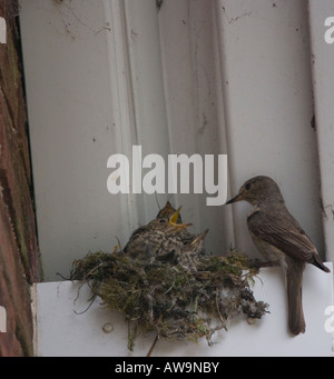 Spotted Flycatcher At Nest Feeding Young - Muscicapa striata Stock Photo