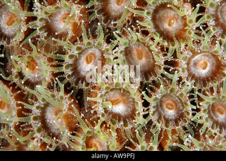 Smooth Flower Coral Eusmilia fastigiata extended polyps at night feeding Stock Photo