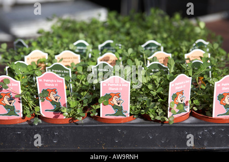 trays of potted shamrock plants including st patricks day signs at hoop hill nurseries county Armagh Northern Ireland Stock Photo
