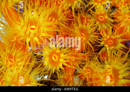 Orange cup coral Tubastraea coccinea Stock Photo