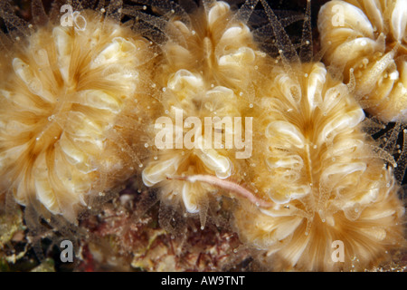 Smooth Flower Coral Eusmilia fastigiata Stock Photo