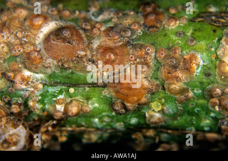 California red scale insects (Aonidiella aurantii) on lemon wood Sicily