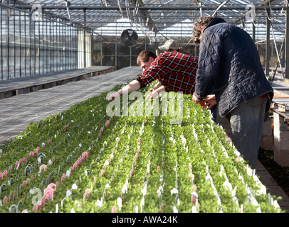 workers going over final preparation of rows of potted shamrock at hoop ...