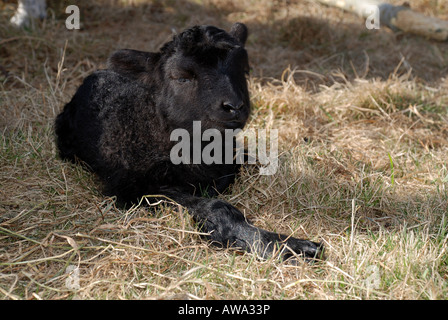 Little black lamb laying in the grass Stock Photo