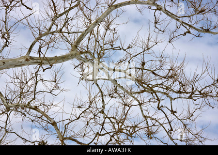 Sycamore tree in winter against blue sky low angle from below nobody none hi-res Stock Photo