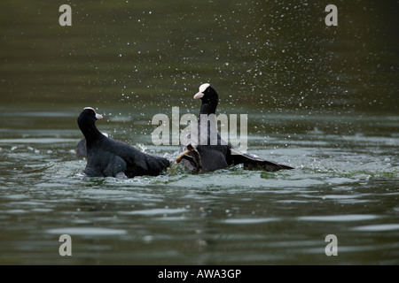 Coots Fulica atra fighting Verulamium park St Albans Stock Photo