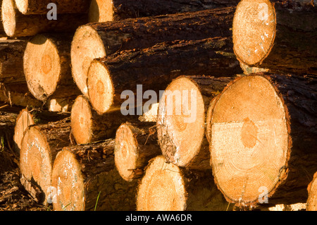 Stacked Timber in Delamere Forest, Cheshire, England, UK Stock Photo