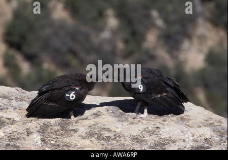 California Condor 296 and 249 ,Gymnogyps californianus mutual preening. Stock Photo