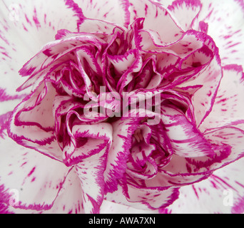 Dianthus caryophyllus (Carnation) flower Stock Photo