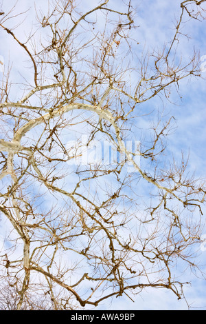 Sycamore tree in winter against blue sky low angle from below nobody none hi-res Stock Photo