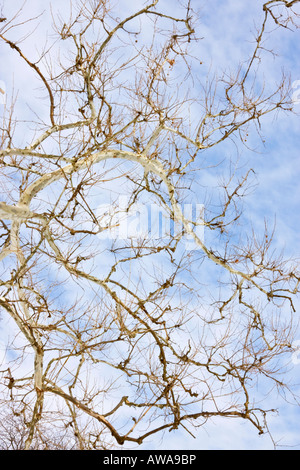 The leafless branches of Sycamore tree Platanus occidentalis pictures images photos very high resolution vertical format in Ohio USA US hi-res Stock Photo