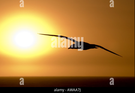 Cape Gannet flying into the sunset at Bird Island, Lambert's Bay, South Africa Stock Photo