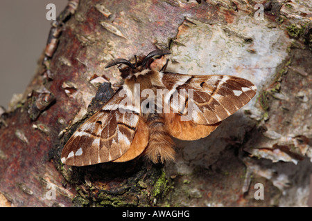 Male Kentish Glory Endromis versicolora on silver birch with wings open Stock Photo