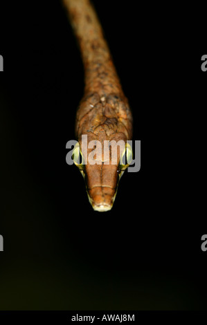 Panama wildlife with a close up portrait of a brown vine snake, Oxybelis aeneus, in Metropolitan nature park, Republic of Panama, Central America Stock Photo