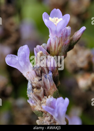 Common Sea-lavender, Limonium vulgare Stock Photo