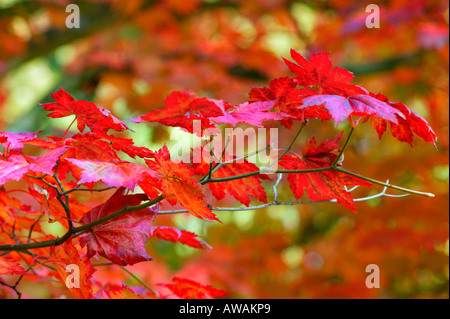 Autumn colour - Acer Japonicum Vitifolium (common name Vine-leaved full moon maple. Red leaves in October, Gloucestershire UK Stock Photo
