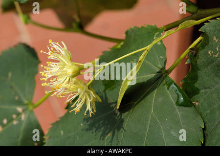 Small-leaved Lime Stock Photo