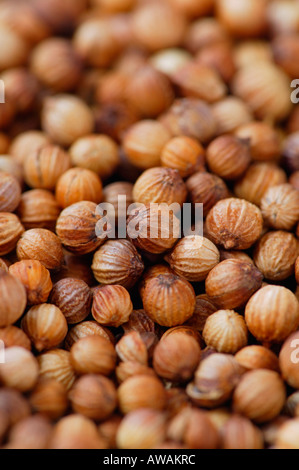 Dried coriander seeds Stock Photo